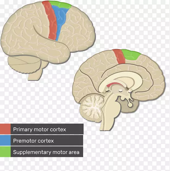 视皮层、大脑皮层、初级运动皮质、运动前皮质-大脑