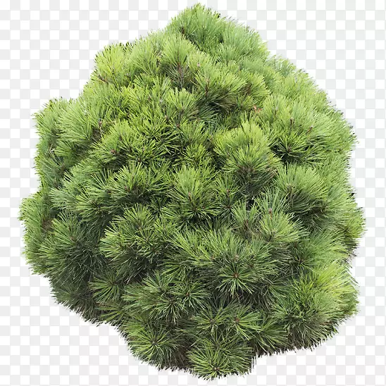 松林常绿圆