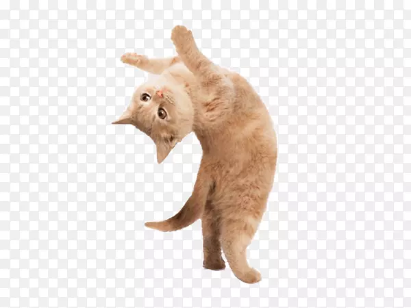 瑜伽猫：完美的健身瑜伽小猫：一次做一个姿势，瑜伽狗-小猫。