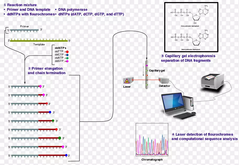 Sanger测序dna测序二脱氧核苷酸