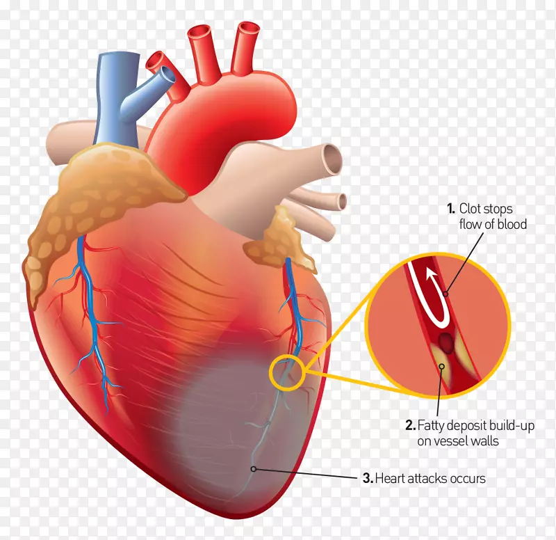 人体解剖人体-心脏