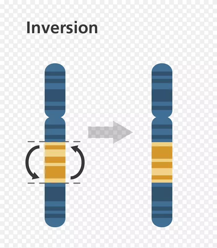 染色体倒置突变染色体基因复制染色体易位