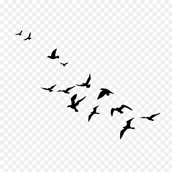 鸟类迁徙水鸟鹅苏尼尼鸟