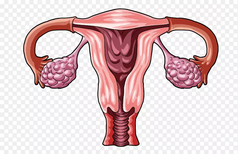 卵巢囊肿卵巢卒中黄体