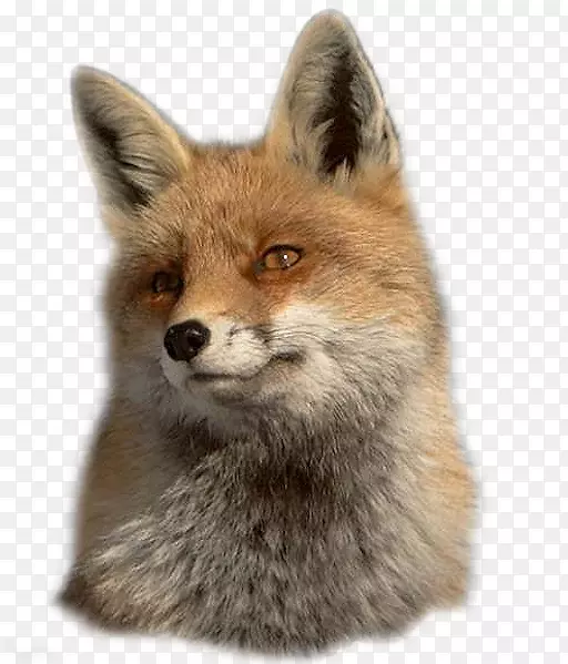 红狐袋狐灰狐动物狐狸