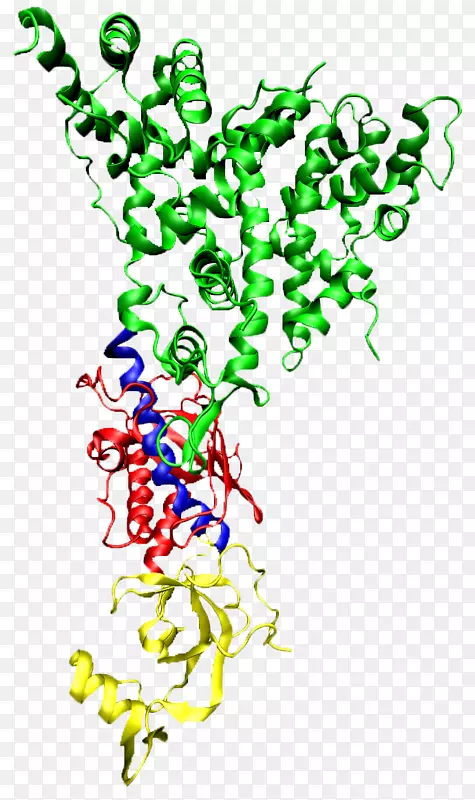 二聚体RNA干扰蛋白核糖核酸酶RNA诱导的沉默复合物