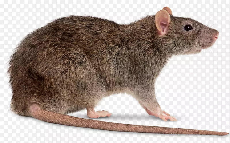 小鼠棕色大鼠黑鼠剪贴画-小鼠
