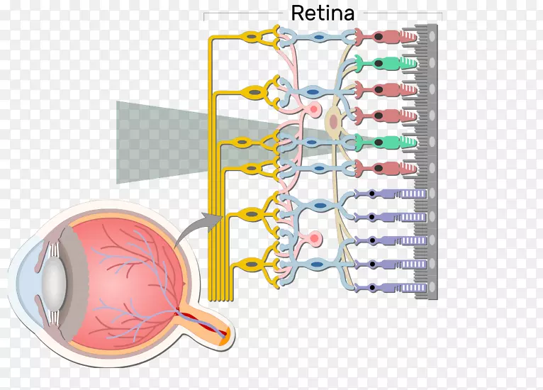 双极神经元视网膜双极细胞视网膜神经节细胞眼