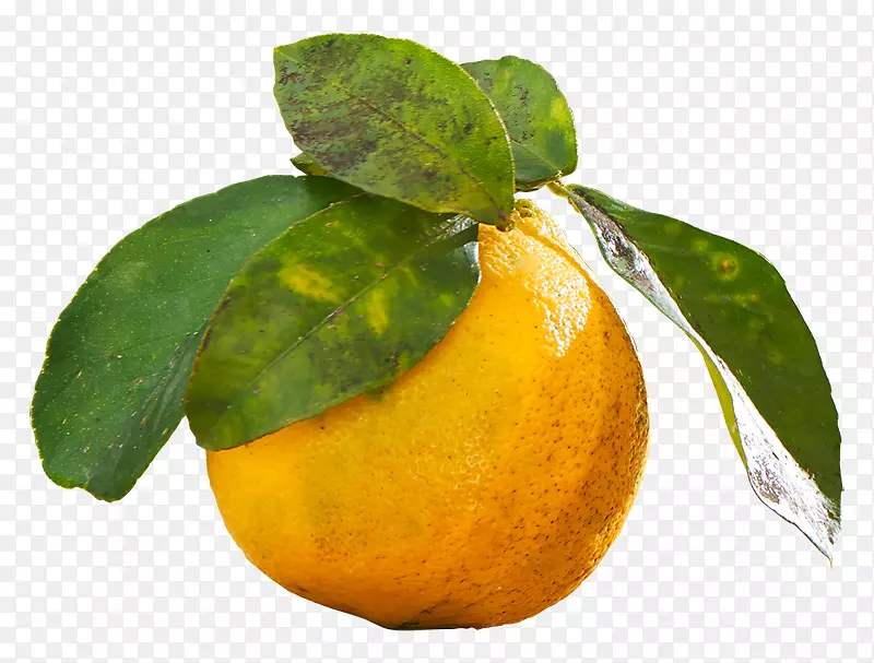 克莱门汀橘子柠檬朗普尔酸橙柠檬