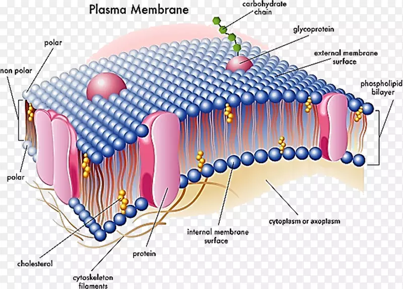 细胞膜生物膜核膜极性生物学