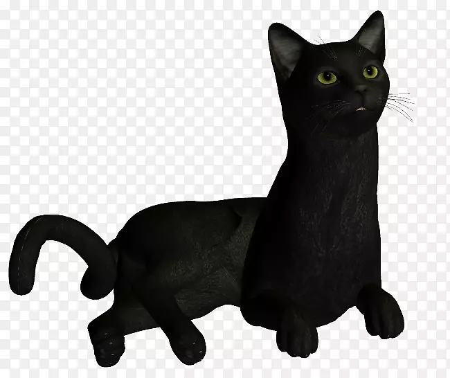 科拉特黑猫胡须家庭短毛猫