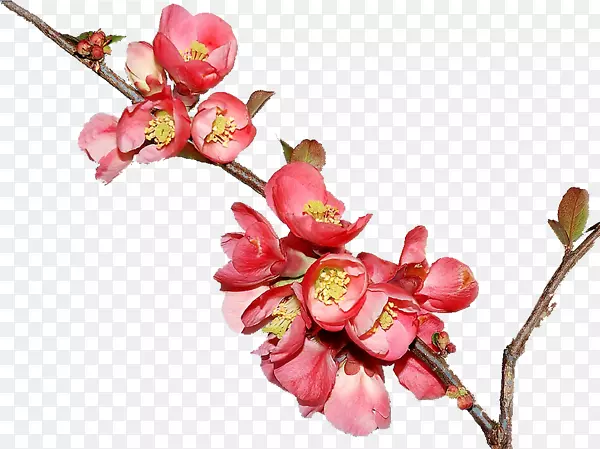 樱桃花粉红色小枝茎-樱花