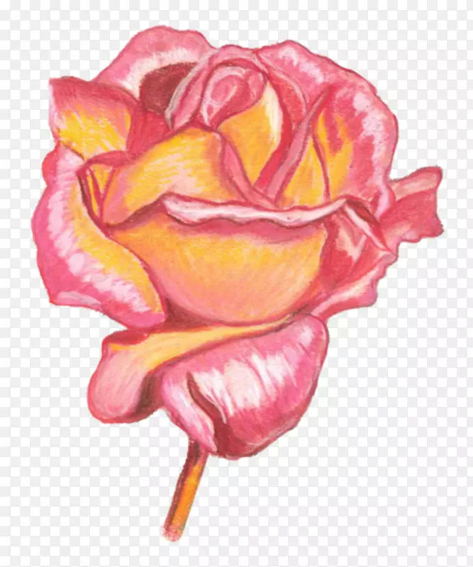 花园玫瑰，卷心菜，静物摄影，丙烯酸涂料，绘画，粉刷