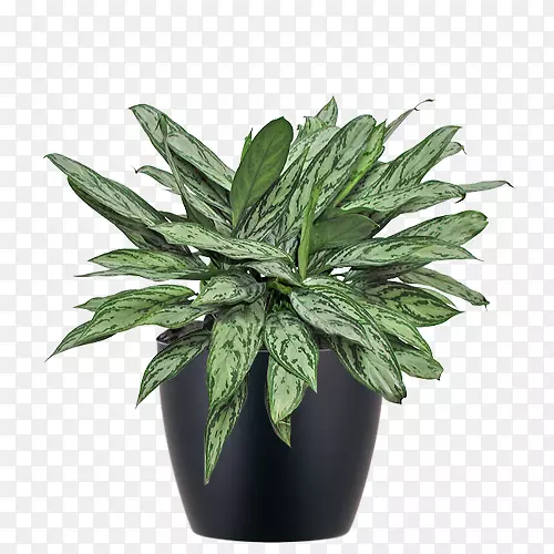 常绿室内植物菲律宾常绿花盆植物