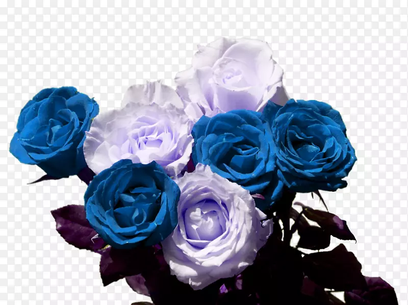 蓝玫瑰花园玫瑰卷心菜玫瑰花束