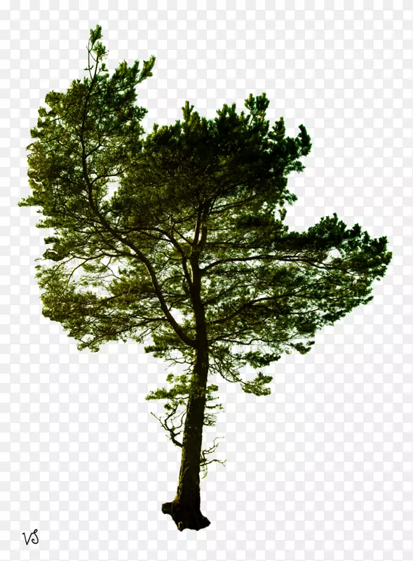 松树摄影免版税