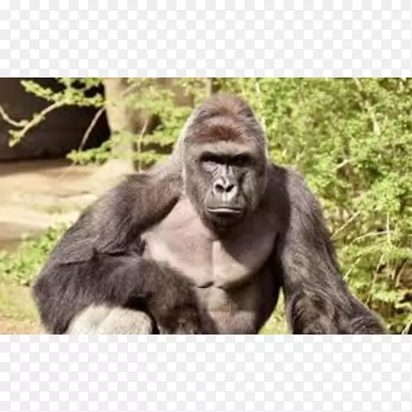 辛辛那提动物园和植物园杀死哈兰比西部低地大猩猩