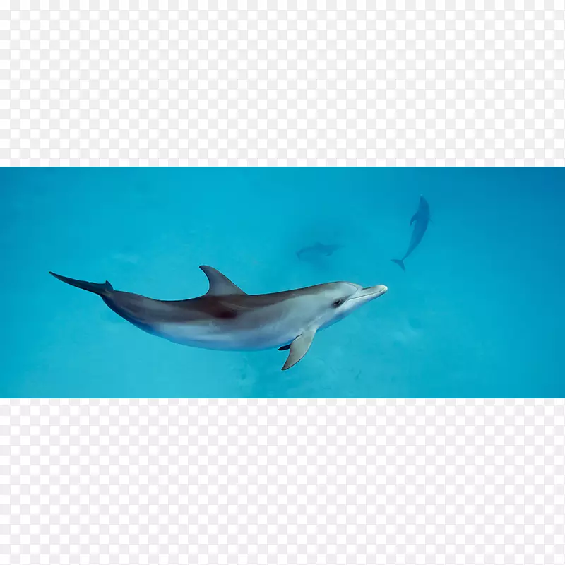 旋转海豚普通宽吻海豚短喙普通海豚批发粗齿海豚夸张的动作