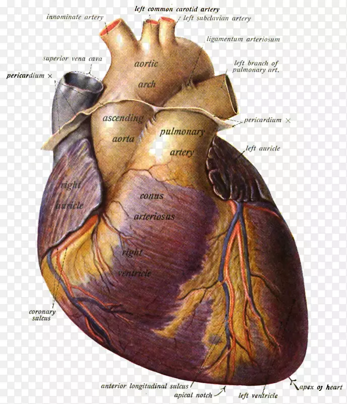 肺动脉解剖心脏肺动脉瓣-心脏