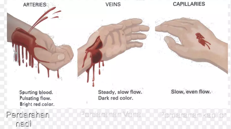 出血血液循环系统拇指心血