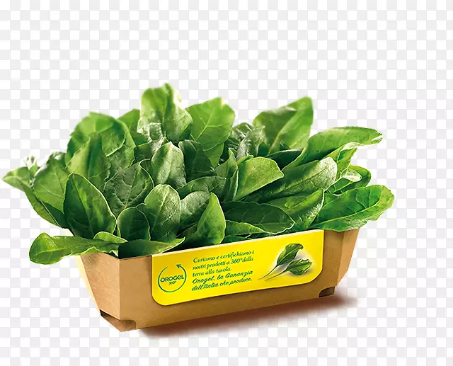 菠菜园十字花科蔬菜