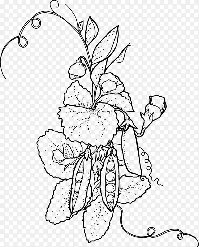 花卉设计切花画视觉艺术.甜豌豆