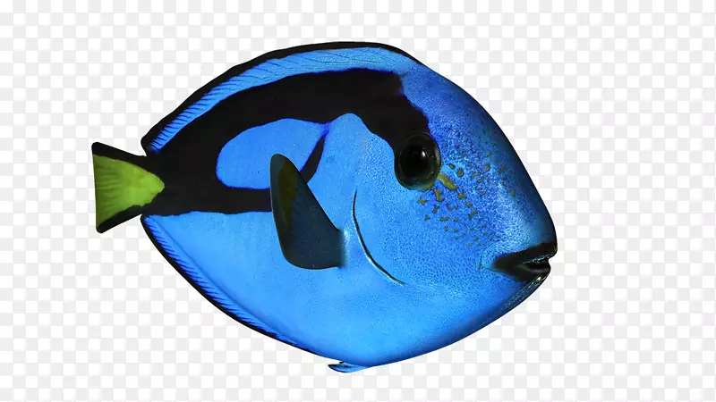 海洋生物海豚微软蔚蓝鱼-海豚