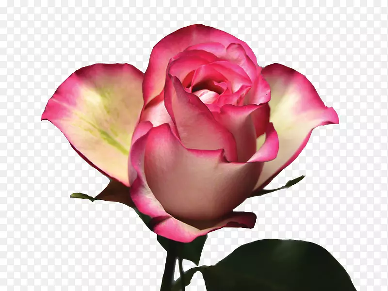 花园玫瑰，卷心菜，玫瑰，粉红色，紫色绣球花