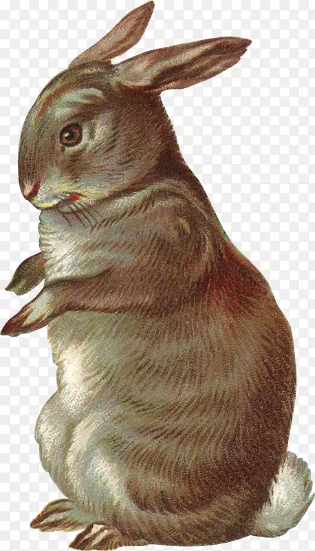 国内兔画剪贴画-Conejos