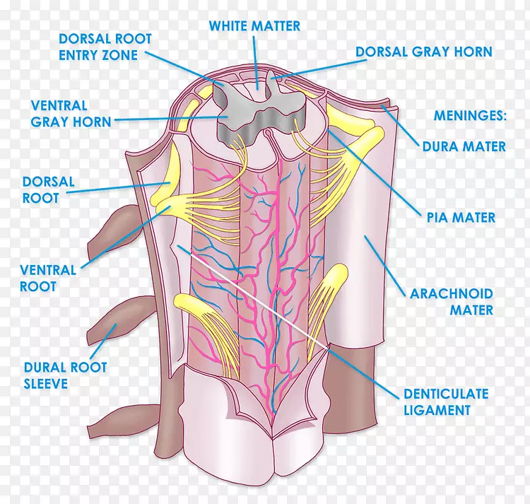 脊髓解剖脊柱生理臂