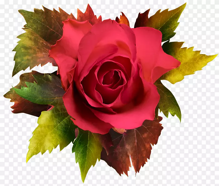 花园玫瑰，卷心菜，玫瑰剪辑艺术-秋季玫瑰