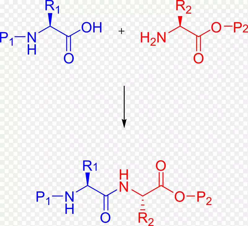 肽合成支链氨基酸生物合成化学合成