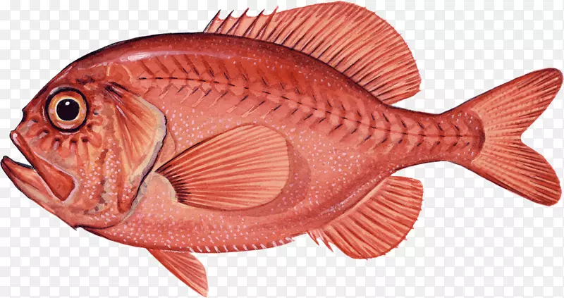 北红鲷红海鸟珊瑚礁鱼类海洋生物-鱼类