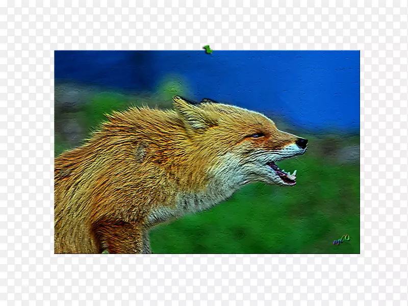 红狐动物鼻子野生动物狐狸新闻