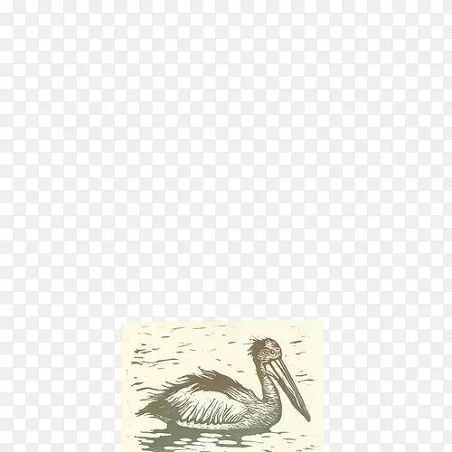 鹅水鸟-水色鹈鹕