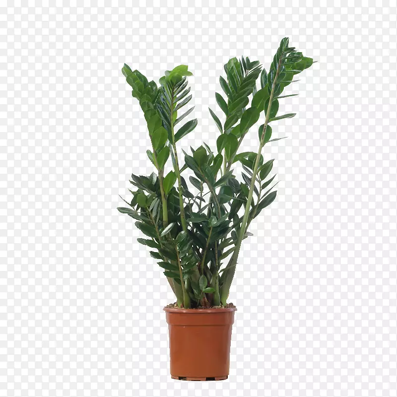 室内植物花盆水龙属植物