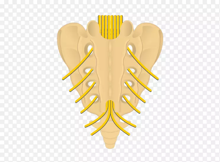 骶骨骶后孔椎间孔脊神经尾椎