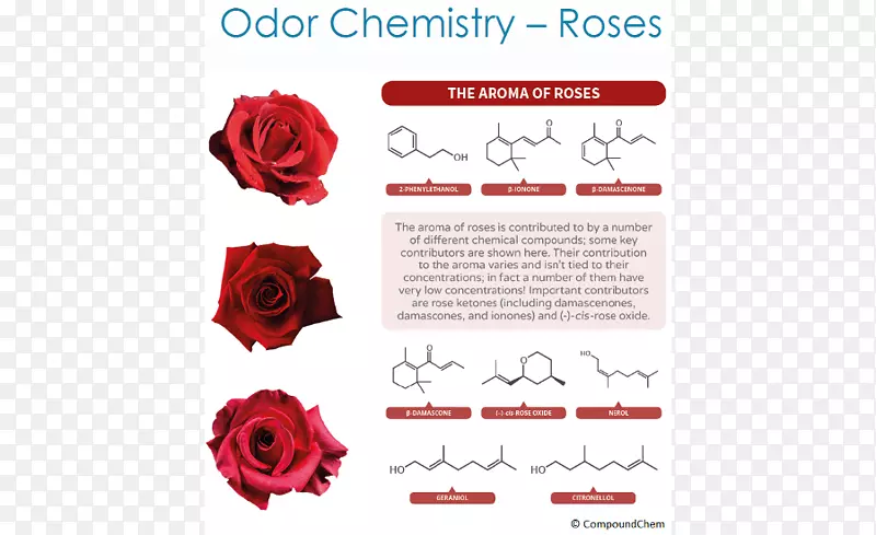 花园玫瑰有机化学气味化学化合物-臭味