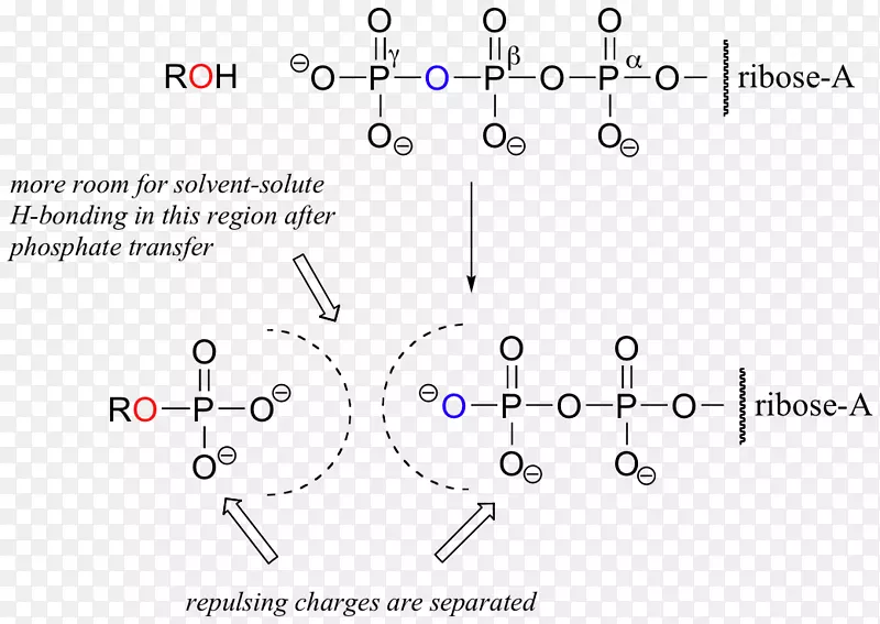 腺苷三磷酸化基腺苷二磷酸ATP合成酶-能量