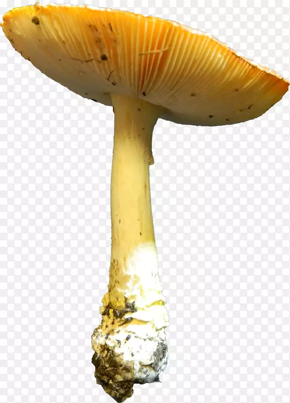 食用菌摄影艺术药用真菌-蘑菇