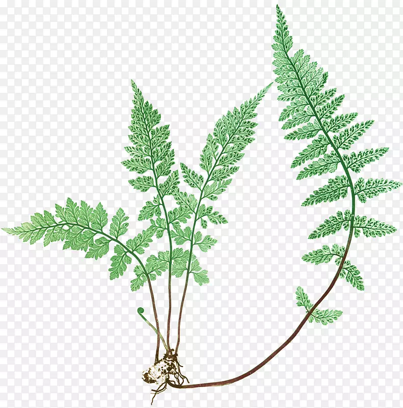 画布图形艺术蕨类植物叶.水彩蕨类植物