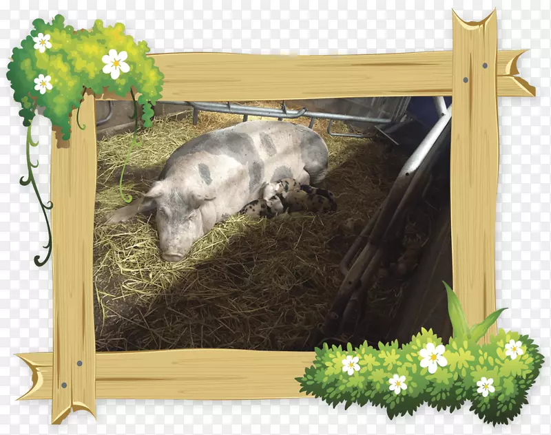 猪动物群画框野生动物-猪