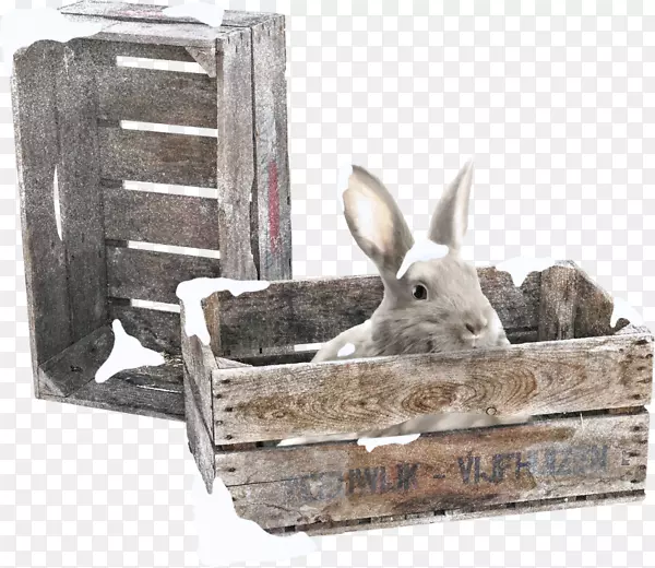 国内兔欧洲兔类动物博客-兔子