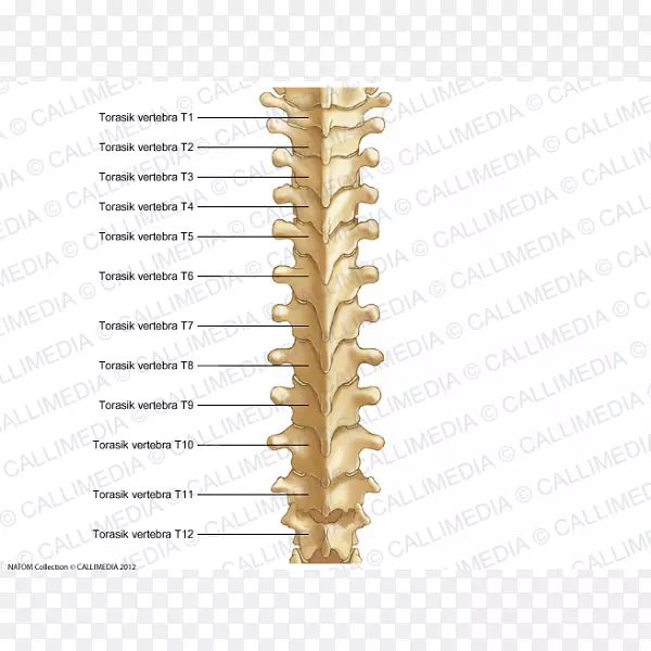 胸椎脊柱骨轴解剖胸段