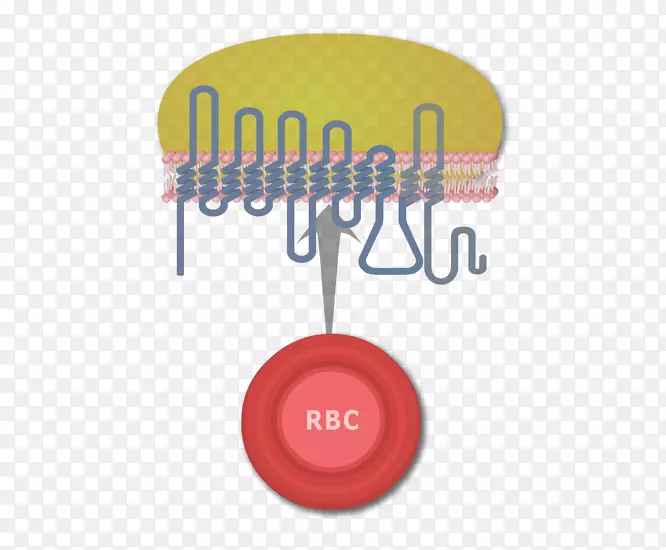 Rh血型系统红细胞人血型系统抗原-血液