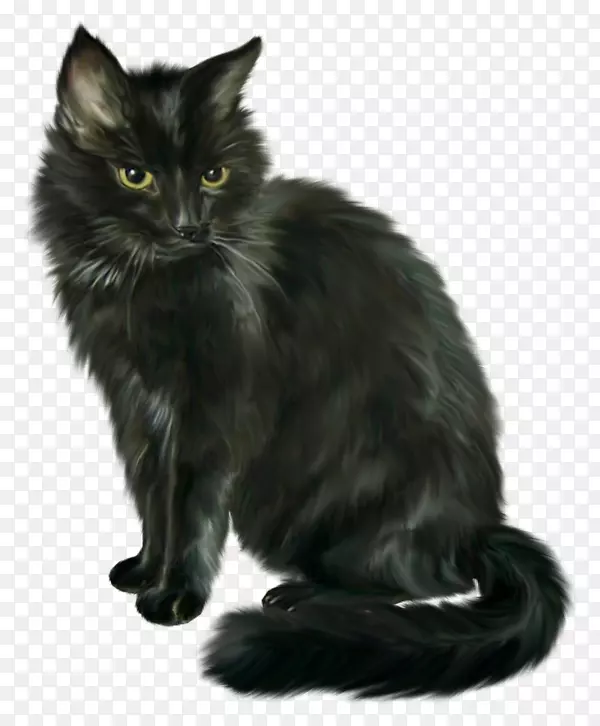 黑猫，马来西亚黑猫，亚细亚半长毛挪威森林猫-小猫