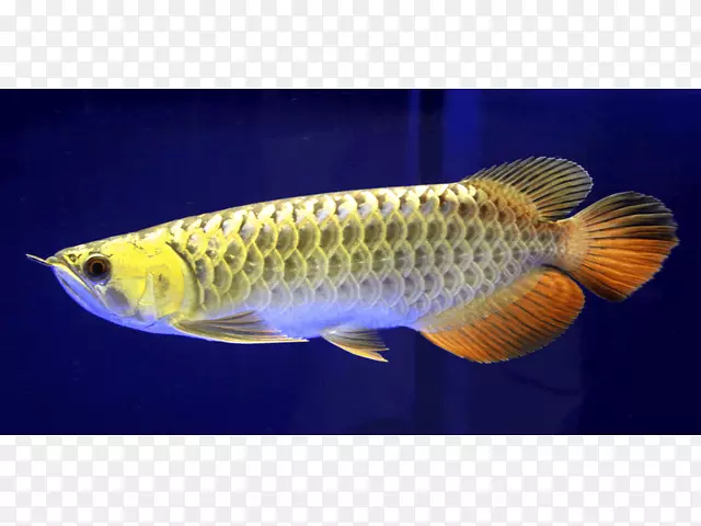 亚洲锦鲤银鱼