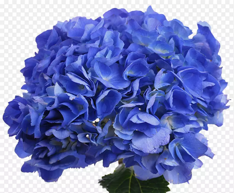 蓝玫瑰绣球切花花瓣花