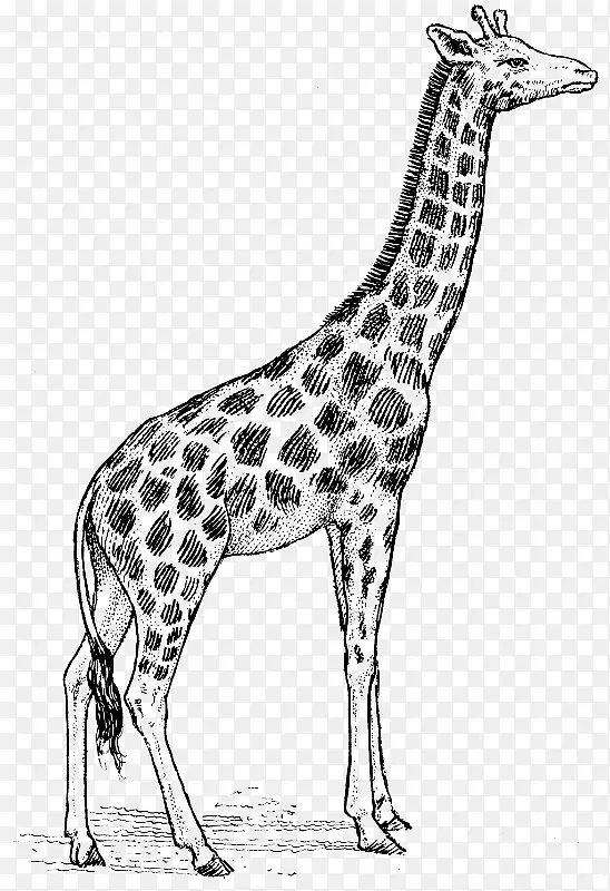 白色长颈鹿绘画剪辑艺术长颈鹿