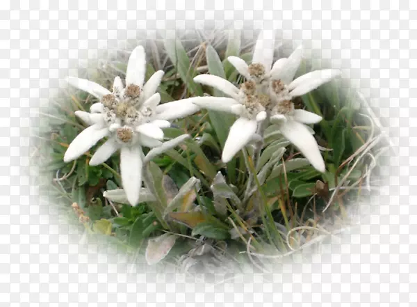 花盆CJSC edelweiss-m